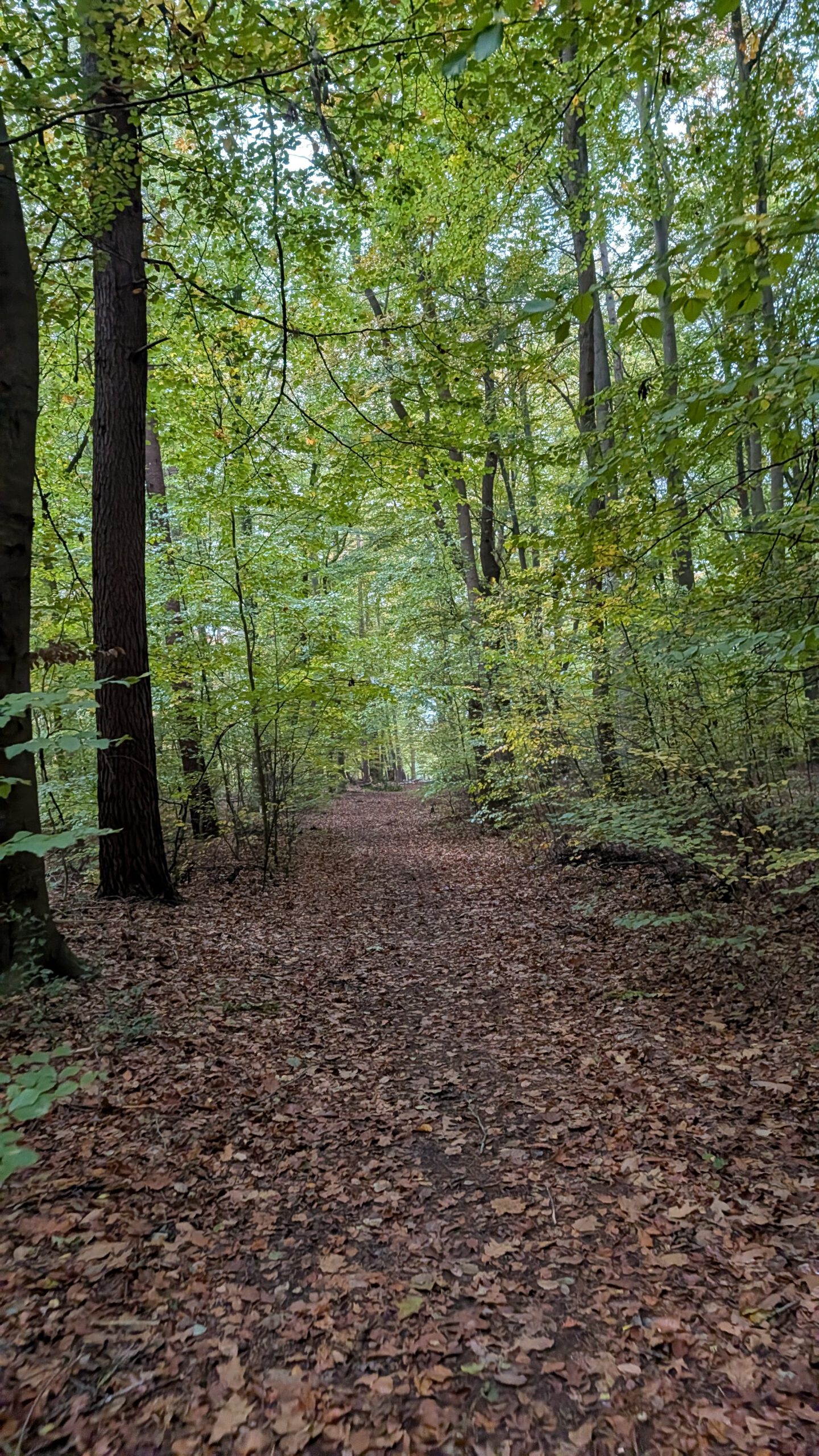Joggen