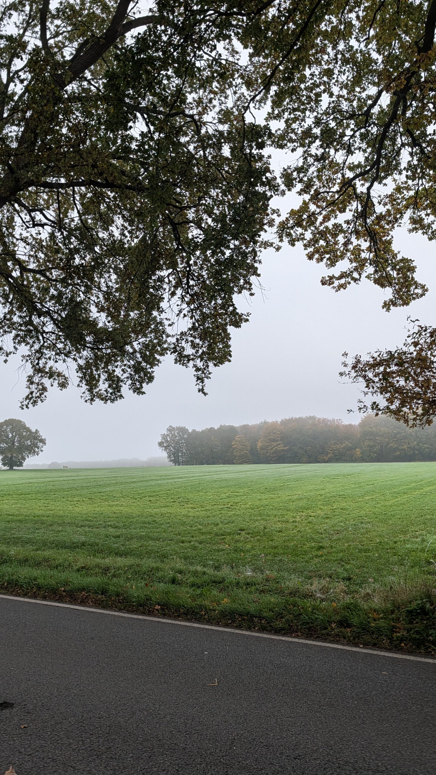 Joggen